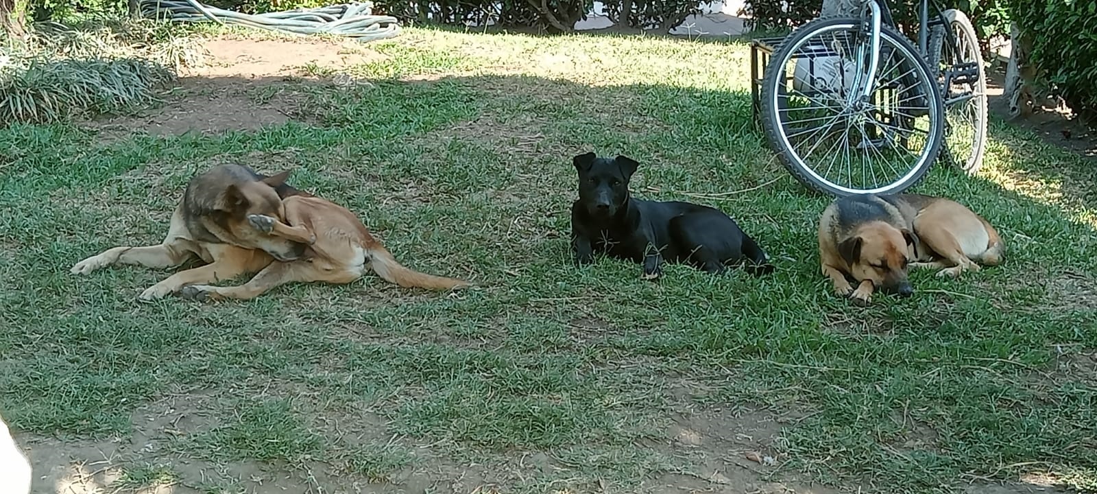 Se pretende un padrón de animales domésticos