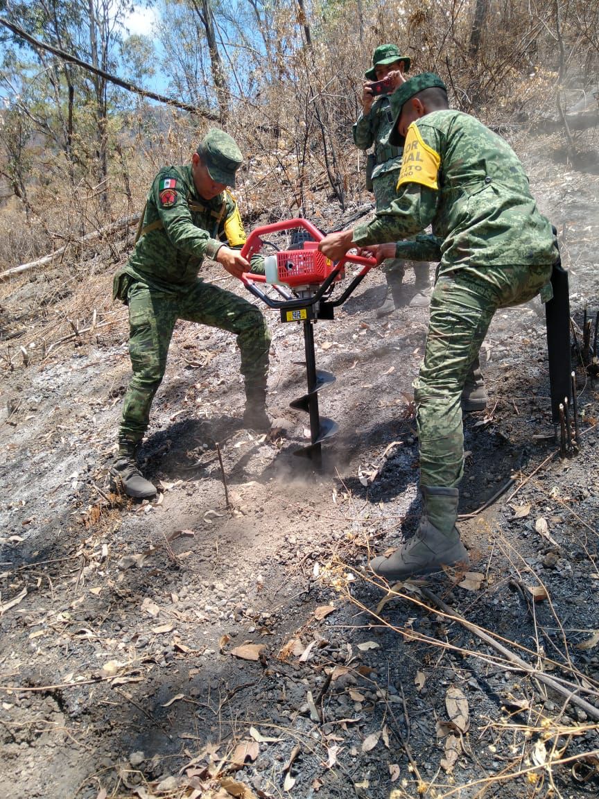 Reforestan el cerro de San Juan