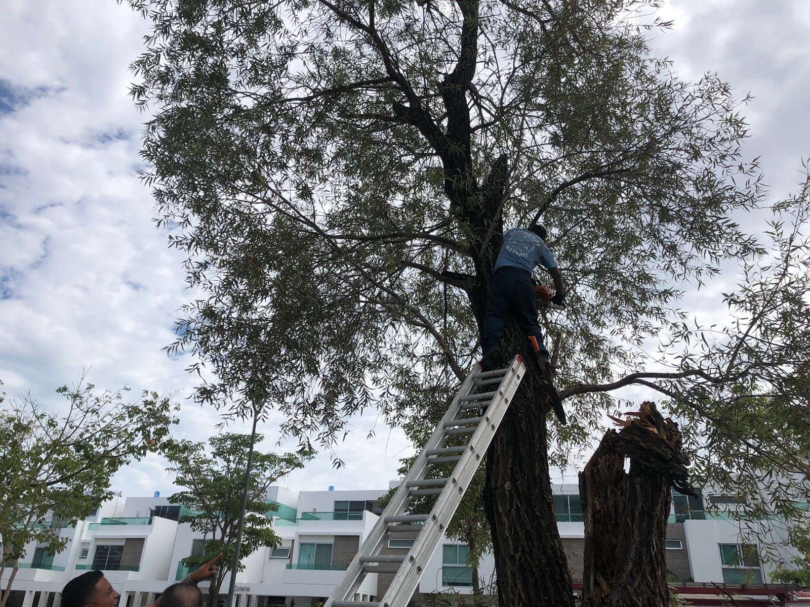 Talan bomberos del estado árbol con riesgo de caer en el fraccionamiento Bonaterra de Tepic