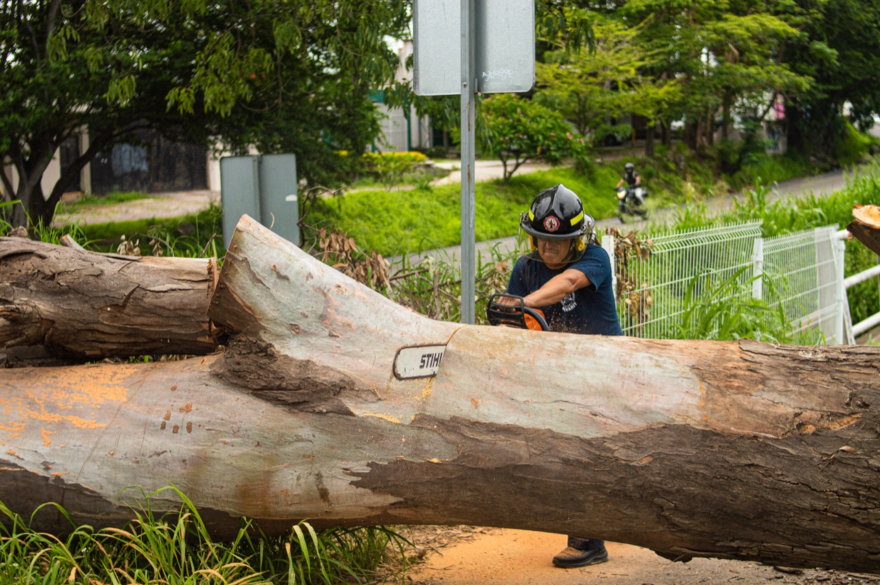 Retiran árbol de El Libramiento Tepic