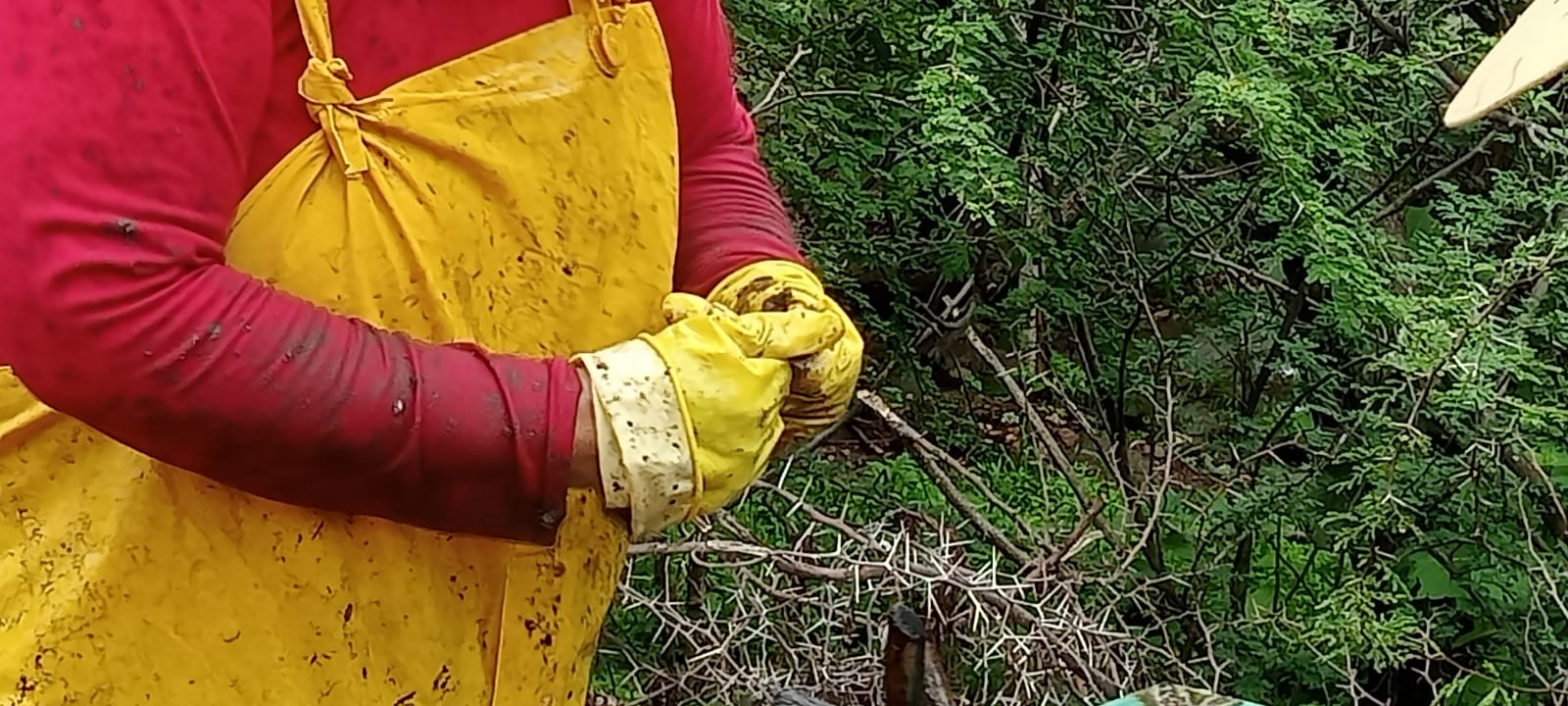 Encuentran más indicios de posibles fosas clandestinas en jagüey de San Luis de Lozada