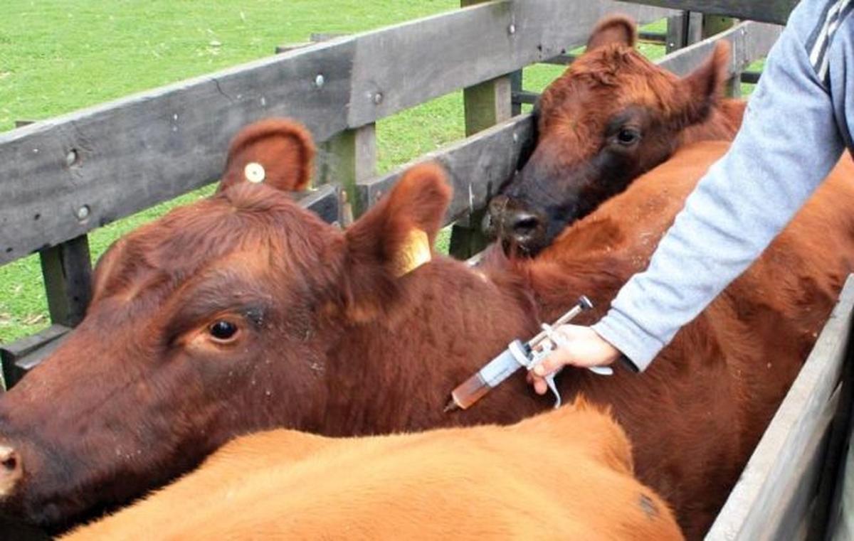 Millonarias transas de líderes ganaderos