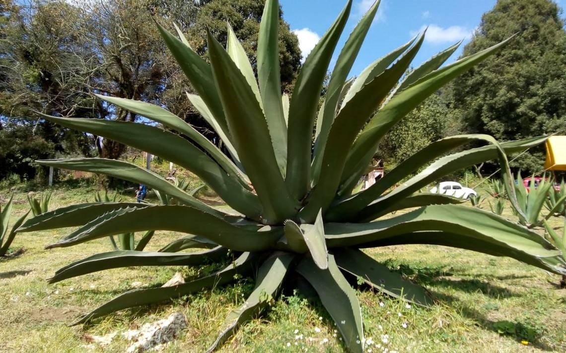 Se aplicará impuesto especial a la producción de maguey