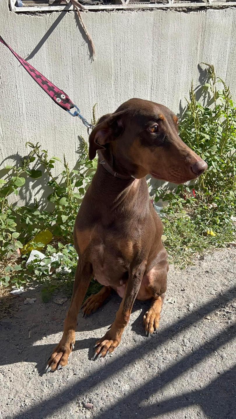 Centro del Bienestar Animal se instalará en un lugar no apto para las mascotas rescatadas