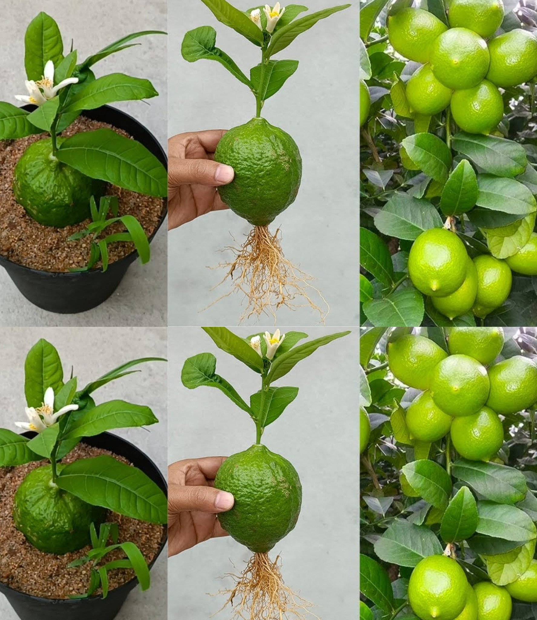 10 sencillos consejos para cultivar un limonero en maceta