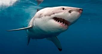 Otra persona muerta por ataque de tiburón