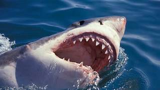 Tiburón atacó y mató a niño surfista en Australia