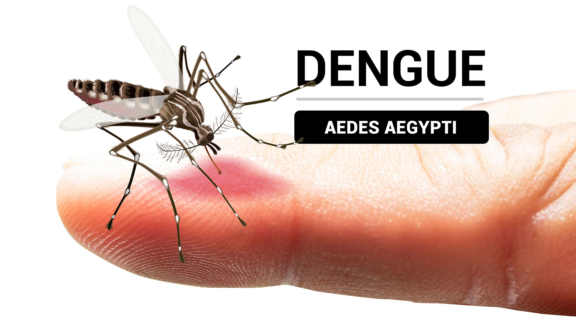 Diputados y diputadas se unen a lucha contra el dengue